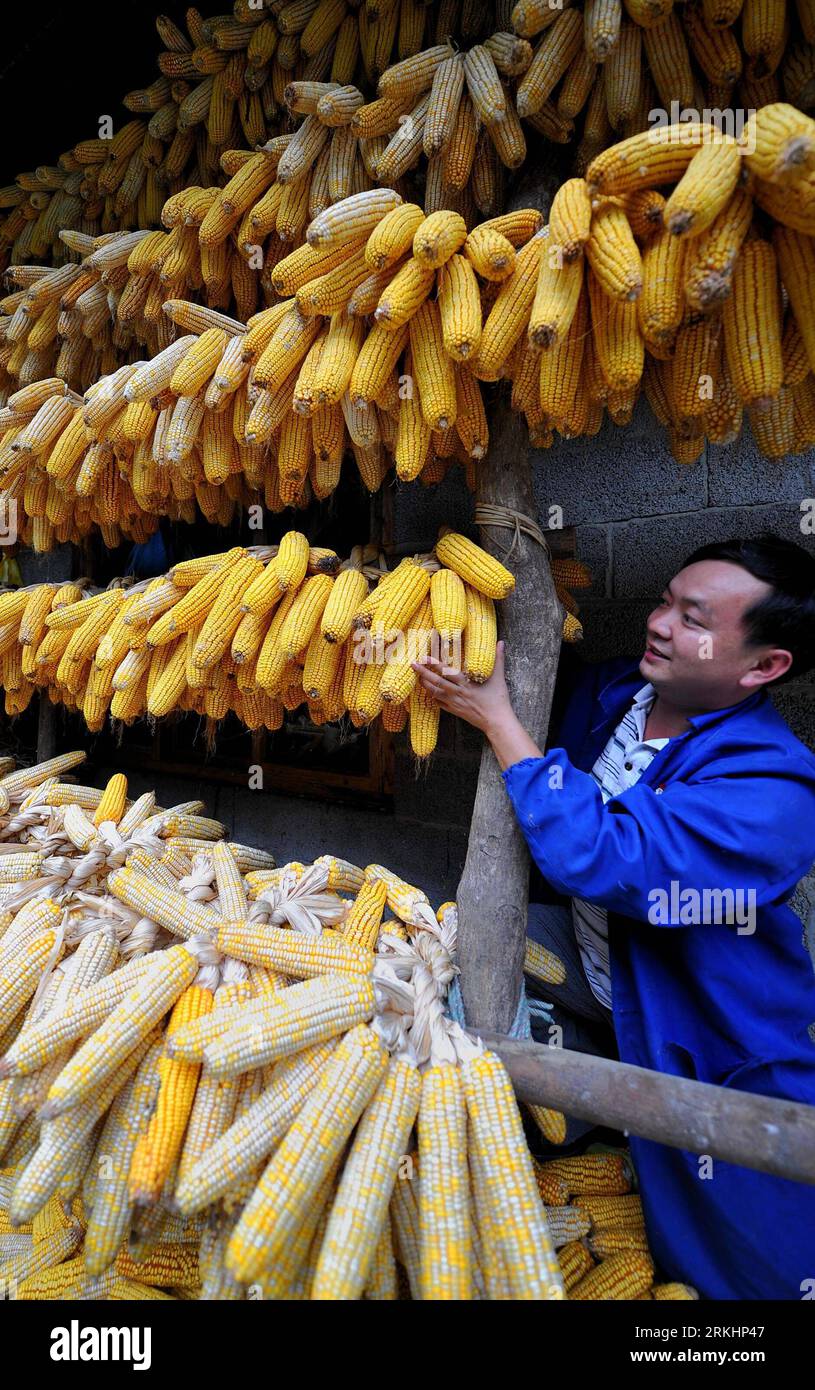 Bildnummer: 55888489 Datum: 02.09.2011 Copyright: imago/Xinhua (110902) -- ENSHI, 2. September 2011 (Xinhua) -- Ein Bauer schneidet Maiskolben ordentlich an Holzsäulen im Dorf Yaopu der Stadt Shadaogou im Kreis Xuan en, Provinz Hubei in Zentralchina, 1. September 2011. Es ist eine Tradition für die lokale Miao-ethnische Gruppe, Maiskolben zu lüften, indem sie in den hölzernen Häusern gehängt werden. (Xinhua/Song Wen) (lfj) #CHINA-HUBEI-ENSHI-CORN COBS (CN) PUBLICATIONxNOTxINxCHN Gesellschaft Wirtschaft Landwirtschaft Mais Maiskolben Trocknen xbs x0x 2011 hoch Bildnummer 55888489 Datum 02 09 2011 Copyright Imago XINHUA Enshi Stockfoto