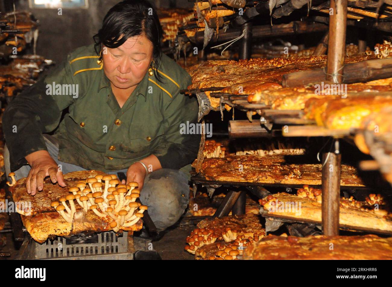 Bildnummer: 55895393 Datum: 04.09.2011 Copyright: imago/Xinhua (110905) -- HULUN BUIR, 5. September 2011 (Xinhua) -- Ein Jäger der ethnischen Gruppe Oroqen nimmt Pilze in einer Kultivierungsbasis für essbare Pilze in Hulun Buir, Nordchina, Autonome Region Innere Mongolei, 4. September 2011. Etwa 80 Prozent der Jäger können hier ein zusätzliches Einkommen von 1.000 Yuan (154,6 US-Dollar) aus dem Anbau von Pilzen erzielen. (Xinhua/Zhang Yue) (zmj) (lfj) CHINA-INNER MONGOLIA-HUNTER-PILZ (CN) PUBLICATIONxNOTxINxCHN Gesellschaft Wirtschaft Landwirtschaft Pilz Speisepilz Anbau Arbeitswelten xbs x0x 2011 quer Stockfoto