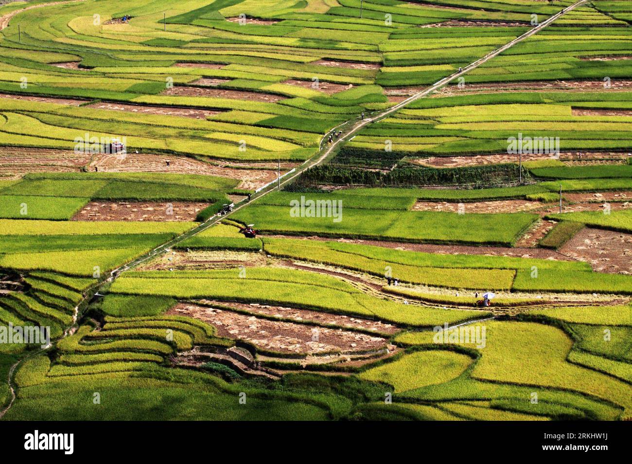 Bildnummer: 55902349 Datum: 06.09.2011 Copyright: imago/Xinhua (110906) -- HECHI, 6. September 2011 (Xinhua) -- Foto aufgenommen am 6. September 2011 zeigt die Reisfelder in der Gemeinde Zhongting, Provinz Fengshan in der südchinesischen autonomen Region Guangxi Zhuang. (Xinhua/Zhou enge) (llp) CHINA-CROPS-HARVEST (CN) PUBLICATIONxNOTxINxCHN Wirtschaft Landwirtschaft Reisfeld Reis xbs 2011 quer o0 totale Perspektive Vogelperspektive 55902349 Datum 06 09 2011 Copyright Imago XINHUA 6. September 2011 XINHUA Foto aufgenommen AM 6. September 2011 zeigt die Reisfelder in Zhongting Township Fengshan County von Südchina S Guangx Stockfoto