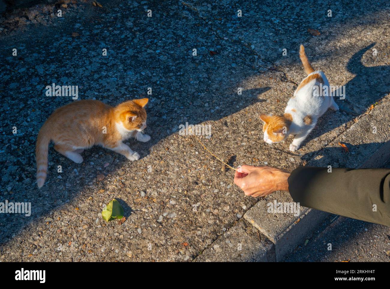 Handspiel mit zwei Kätzchen. Stockfoto