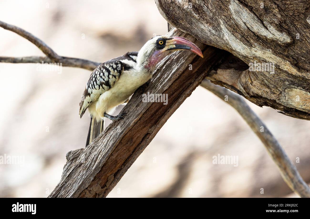 A recently identified new species, the Ruaha Red-billed Hornbill is checking a cavity in a tree as a possible nest hole. Stockfoto