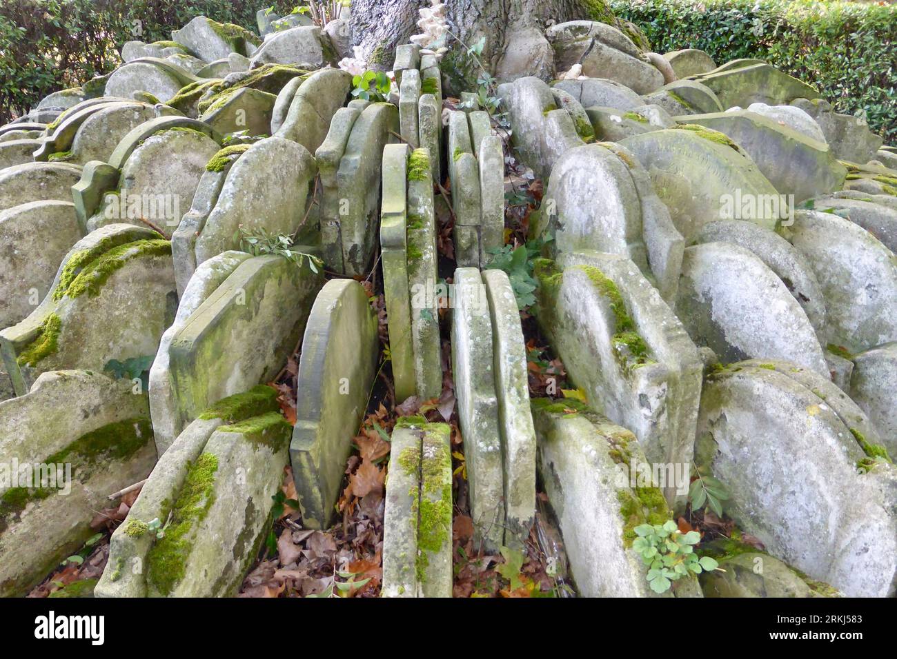 Der Hardy Tree in St. Alte Kirche Von Pancras. Eine Esche, die von hunderten sich überschneidenden Grabsteinen umgeben ist, die von dem Dichter Thomas Hardy aufgestellt wurden. Stockfoto