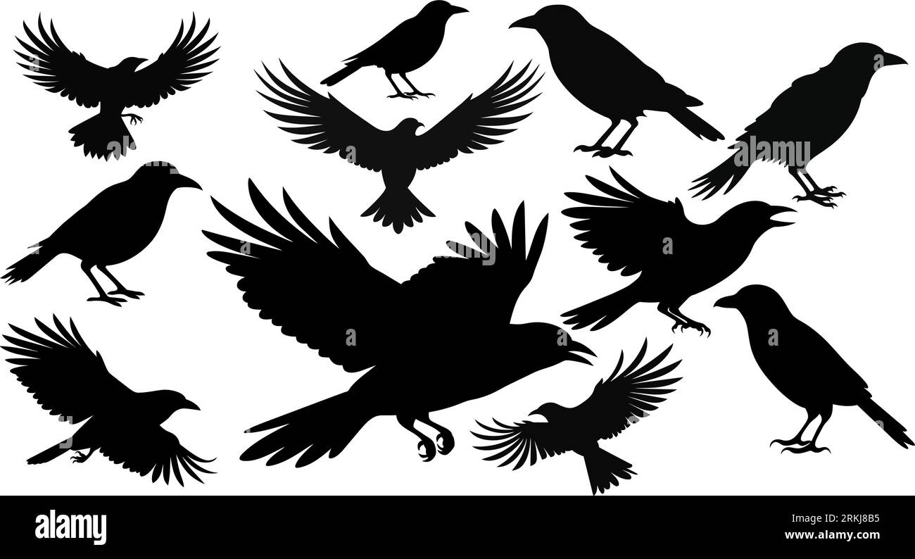 Set aus schwarzen isolierten Silhouetten von Krähen. Sammlung verschiedener Vogelpositionen. Stock Vektor
