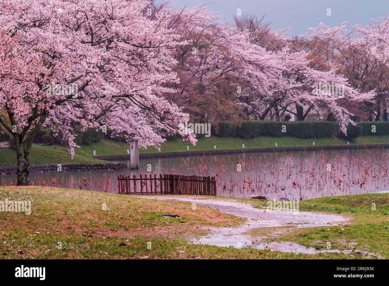 Rosa Kirschblüten (Sakura) über dem Osawa Pon im Daikaku-JI Tempel, Arashiyama, Kyoto, Japan während eines Regenschauer. Stockfoto