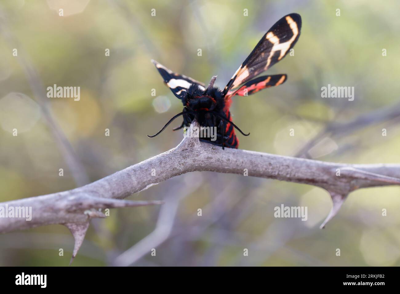 Würger, Rotkopfwürger hat einen Schmetterling, Nachtfalter erbeutet und auf Dorne aufgespießt, Rotkopfwürger, Rotkopf-Würger, Würger, Lanius Senator, Stockfoto