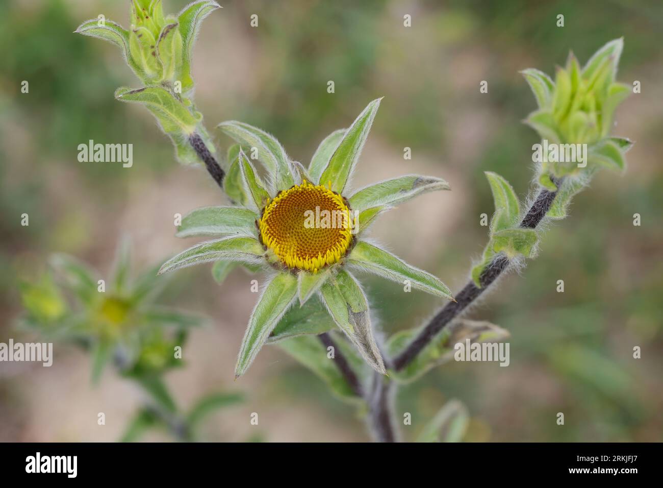 Stechendes Sternauge, Pallenis spinosa, Buphthalmum spinosum, Spiny Fleabane, Spiny Golden Wort, spiny Starwort, spiny Golden Star, le Pallénis épineu Stockfoto