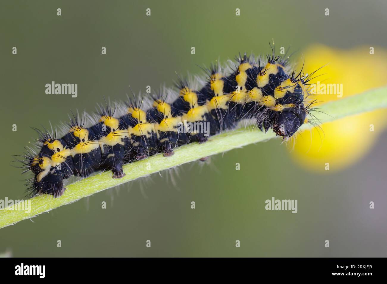Südliches kleines Nachtpfauenauge, Ligurisches Nachtpfauenauge, L3-Raupe, Saturnia pavoniella, Südkaiserseidenmotte, raupe, le Petit paon Stockfoto