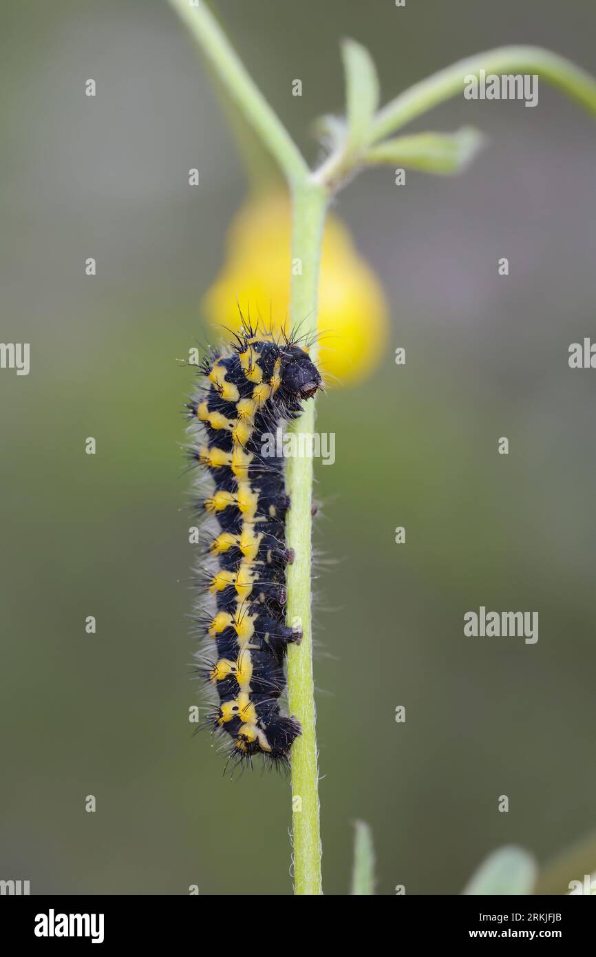 Südliches kleines Nachtpfauenauge, Ligurisches Nachtpfauenauge, L3-Raupe, Saturnia pavoniella, Südkaiserseidenmotte, raupe, le Petit paon Stockfoto