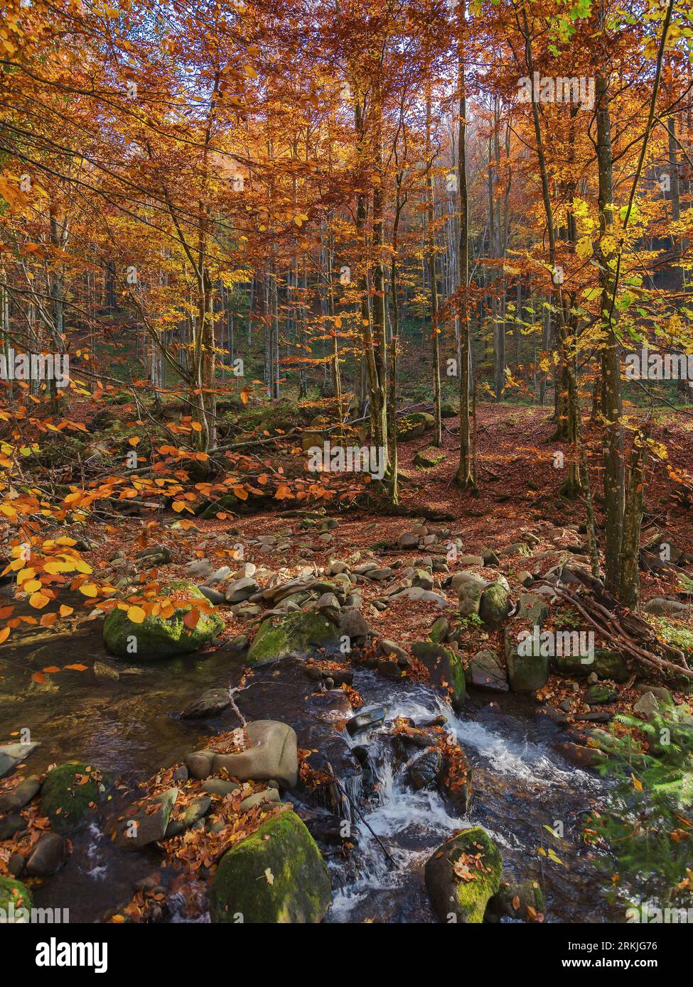 Die natürliche Umgebung der ukrainischen karpaten. Trocknung von Gebirgsflüssen in bewaldeten Gebieten. Naturkulisse im Herbst Stockfoto