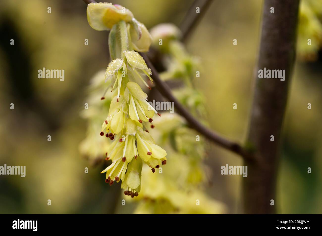 Frühjahrshintergrund mit Corylopsis spicata ( Hazel glabrescens ) gelben Katzenmuscheln auf Ast ohne Blätter auf verschwommenem Bokeh-Hintergrund. Hazel katkins as Stockfoto