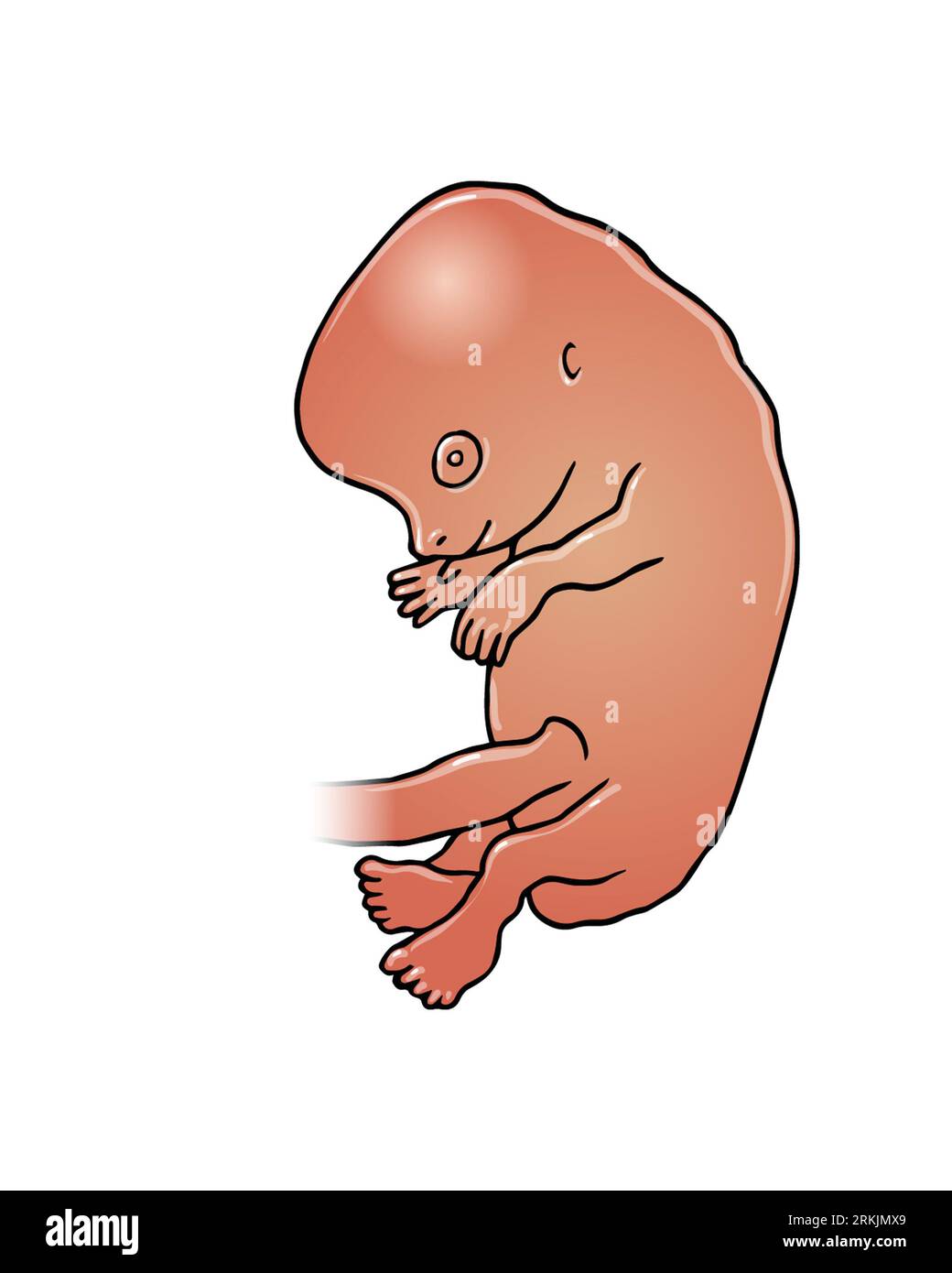 Medizinische Illustration eines dunkelhäutigen Fötus nach etwa zwei Monaten, 8 Wochen, während des ersten Trimenons einer Schwangerschaft, fetale Entwicklung. Stockfoto