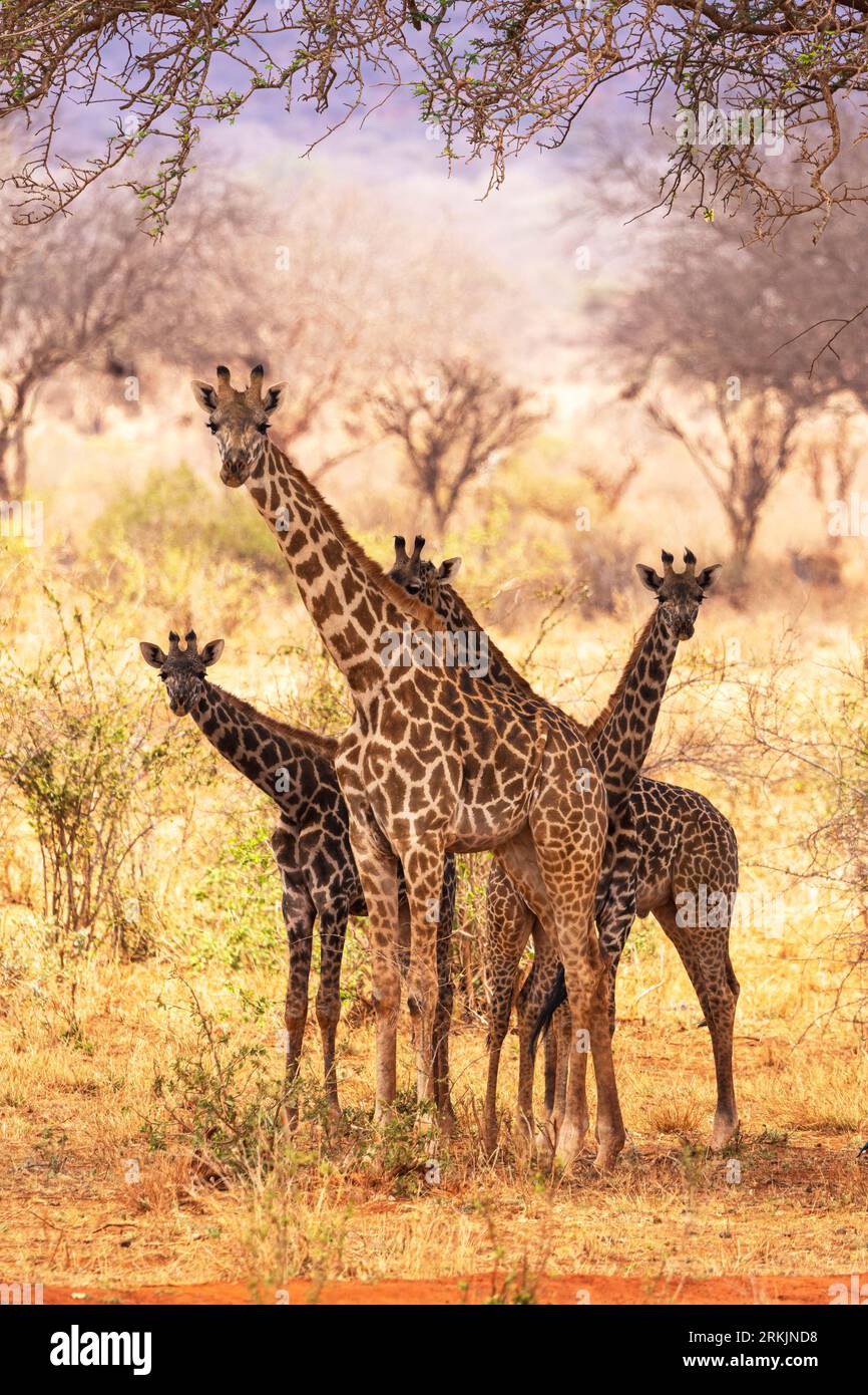 Vier Masai-Giraffen (Giraffa camelopardalis tippelskirchi), neugierig unter einer Akazie, auf der Suche nach Schatten, Tsavo-Nationalpark, Kenia, Afrika Stockfoto