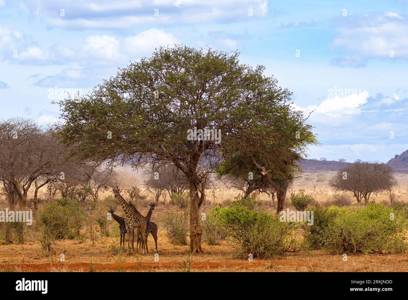 Vier Masai-Giraffen (Giraffa camelopardalis tippelskirchi), neugierig unter einer Akazie, auf der Suche nach Schatten, Tsavo-Nationalpark, Kenia, Afrika Stockfoto