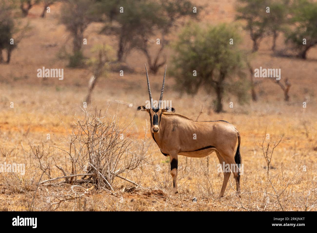 Gemsbok (Oryx gazella), Tsavo-Nationalpark, Kenia, Afrika Stockfoto