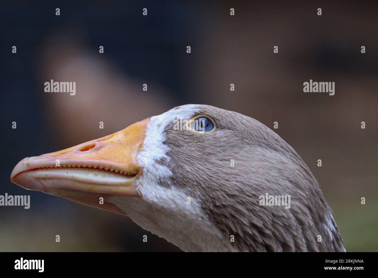 Schönes Porträt für eine Hausgans Stockfoto