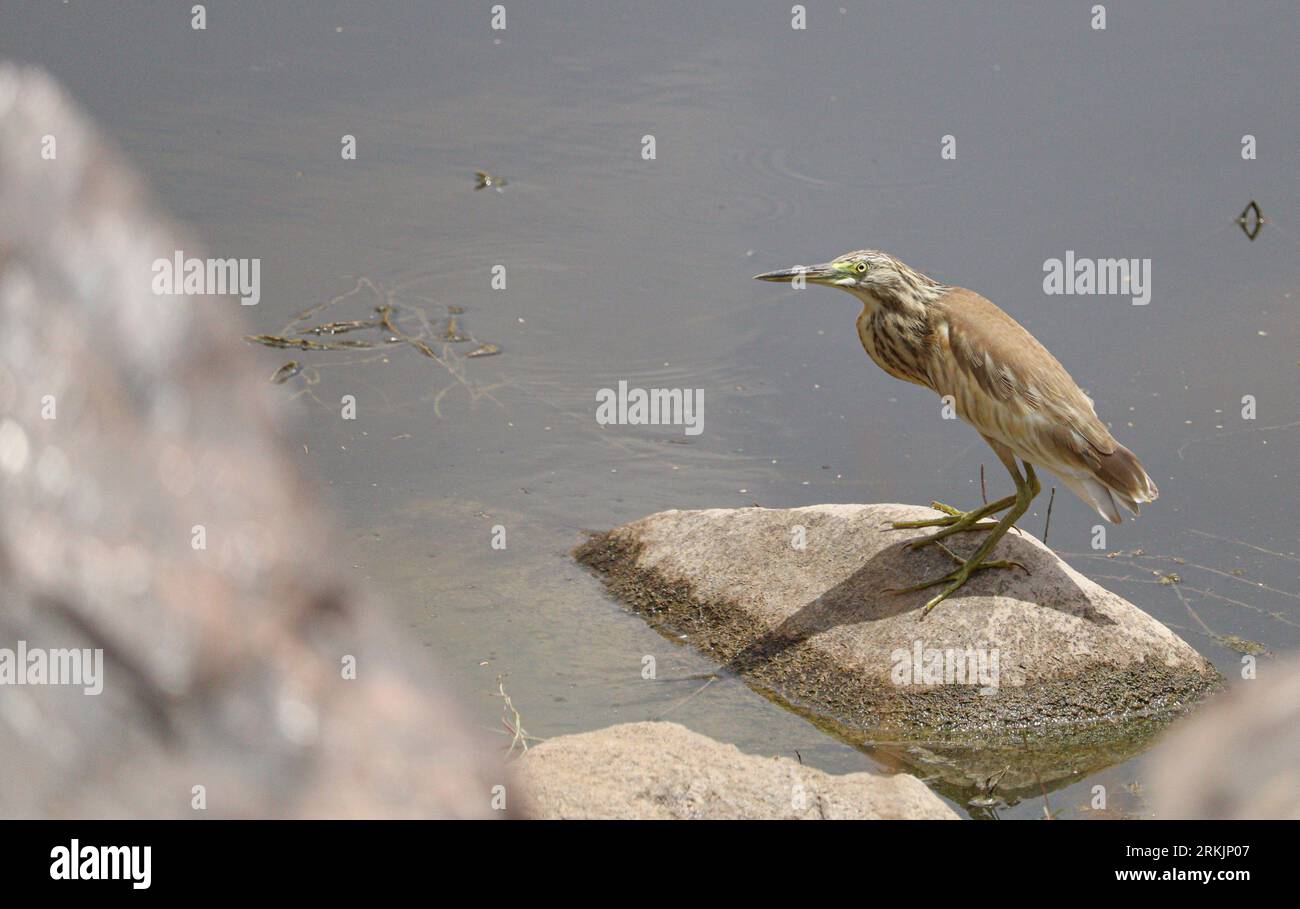 Steinreiher (Ardeola ralloides) Stockfoto