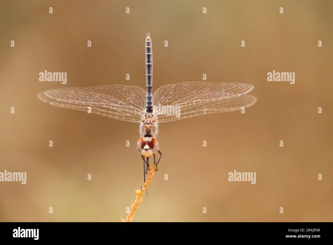 libelle mit verschwommenem Hintergrund Stockfoto