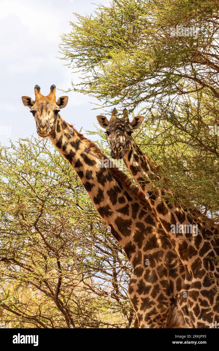 Zwei Masai-Giraffen (Giraffa camelopardalis tippelskirchi), neugierig unter einer Akazie, auf der Suche nach Schatten, Tsavo-Nationalpark, Kenia, Afrika Stockfoto