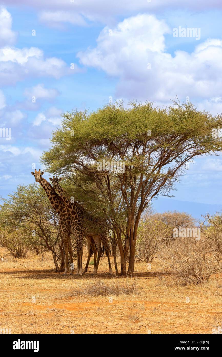 Masai Giraffe (Giraffa camelopardalis tippelskirchi), unter Akazien , auf der Suche nach Schatten, Tsavo Nationalpark, Kenia, Afrika Stockfoto