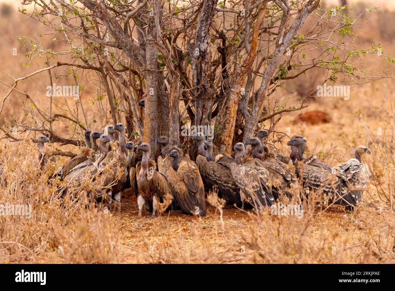 Weißer Hinterkopfgeier (Gyps africanus), wartet darauf, zu essen, Tsavo National Park, Kenia, Afrika Stockfoto