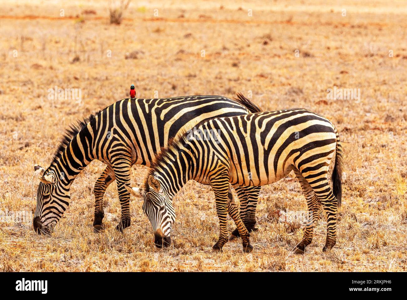 Zebras (Equus quagga), während sie essen, Tsavo Nationalpark, Kenia, Afrika Stockfoto