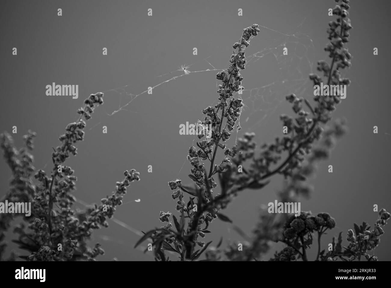 Gras, Bäume, Wald, Fototapete Stockfoto