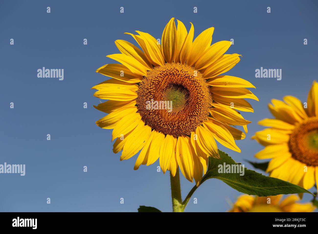 Goiania, Goias, Brasilien – 11. Mai 2023: Eine Sonnenblume im Vordergrund, mit einer weiteren Sonnenblume im Hintergrund, mit einem blauen Himmel im Hintergrund. Stockfoto
