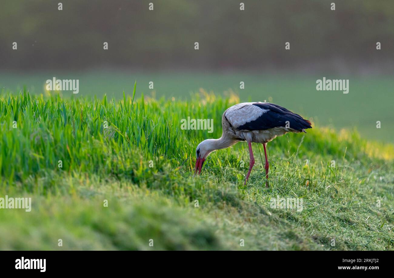Störche kommen nach Polen - polnischer Störche - Störche bringen Kinder Stockfoto