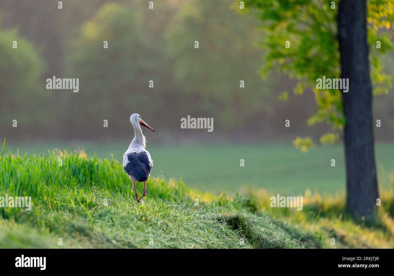 Störche kommen nach Polen - polnischer Störche - Störche bringen Kinder Stockfoto