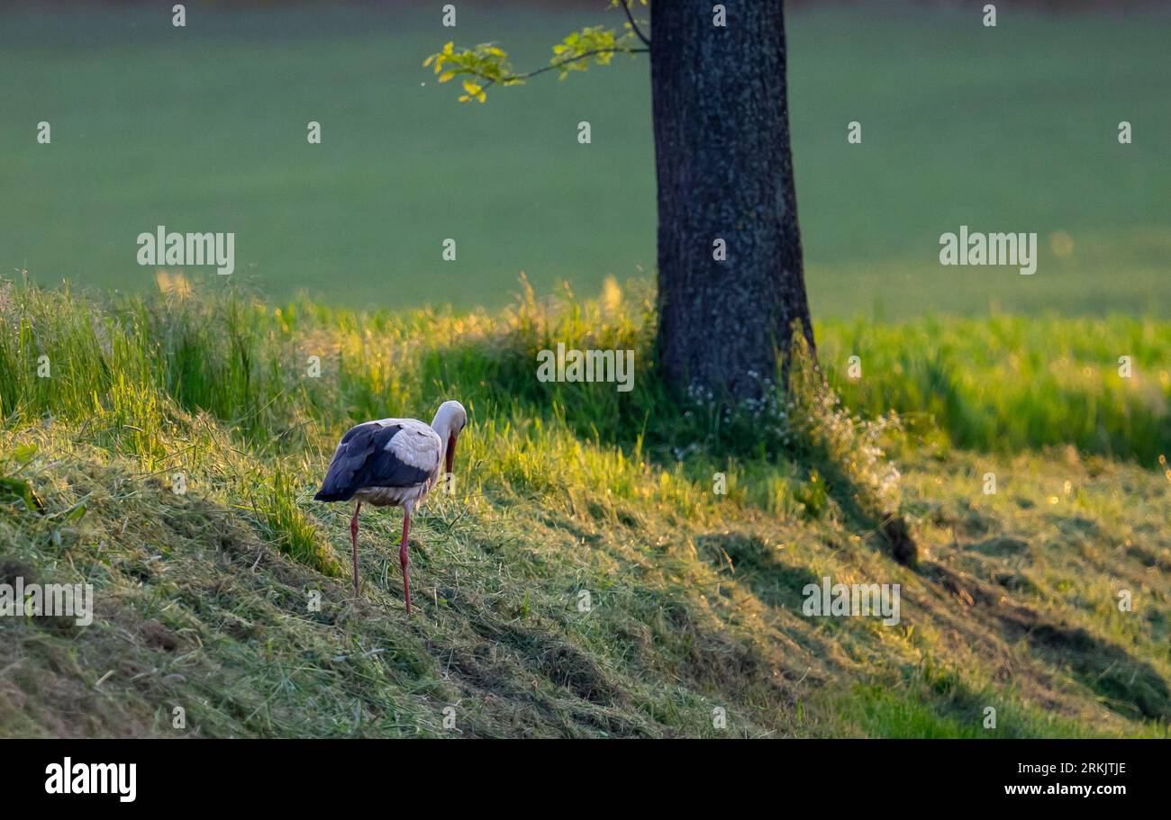 Störche kommen nach Polen - polnischer Störche - Störche bringen Kinder Stockfoto