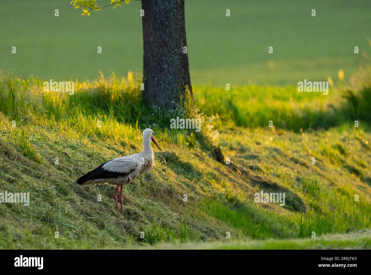 Störche kommen nach Polen - polnischer Störche - Störche bringen Kinder Stockfoto