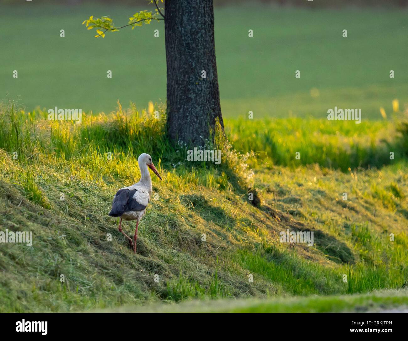Störche kommen nach Polen - polnischer Störche - Störche bringen Kinder Stockfoto