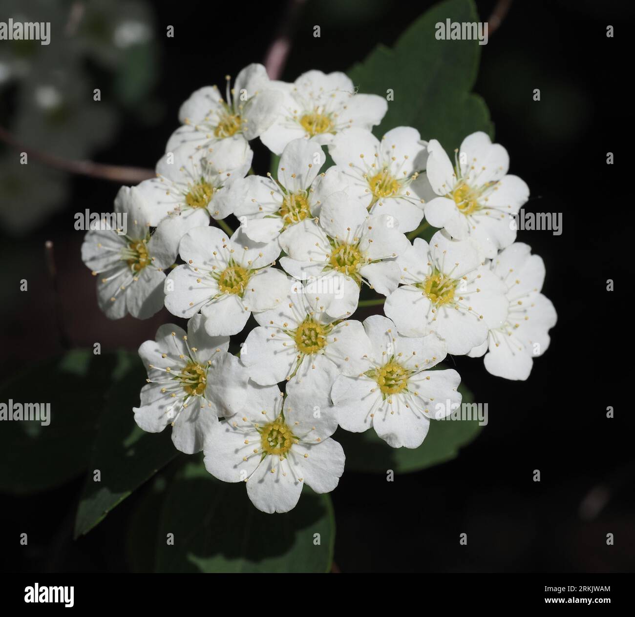 Spiraea-Busch mit weißen Blüten (Mai). Familie: Rosaceae. Unterfamilie: Amygdaloideae. Bestellung: Rosales. Königreich: Plantae. Stockfoto