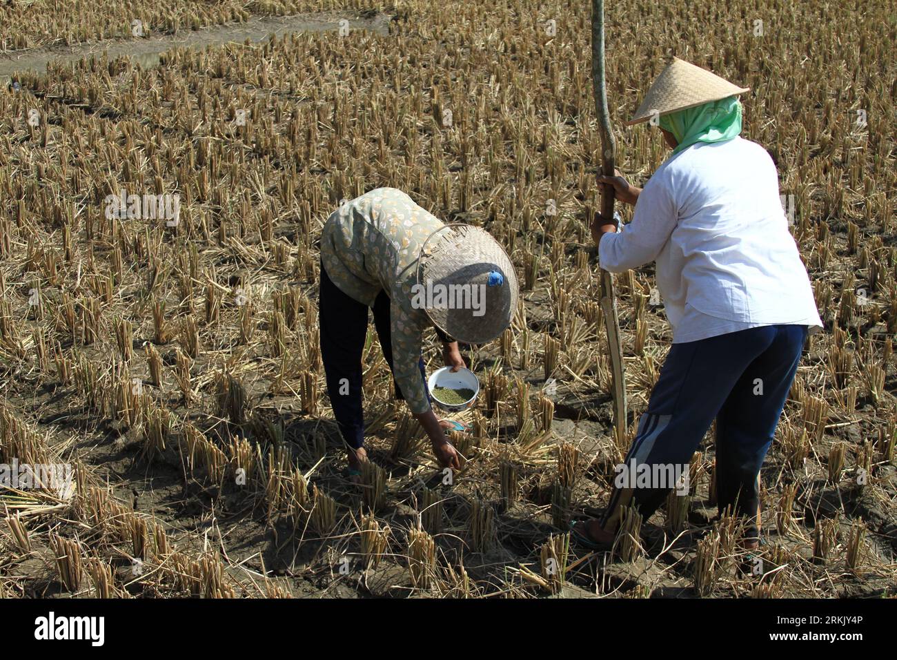 Zwei weiße Weibchen in den Zwanzigern stehen auf einem Feld aus reifem Weizen, halten einen Holzstab und einen Metalleimer Stockfoto