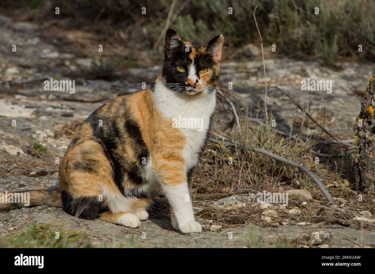 Hübsche und streunende Calico-Katze neben der Zufahrtsstraße zum Alt de les Pedreres in Alcoy Stockfoto