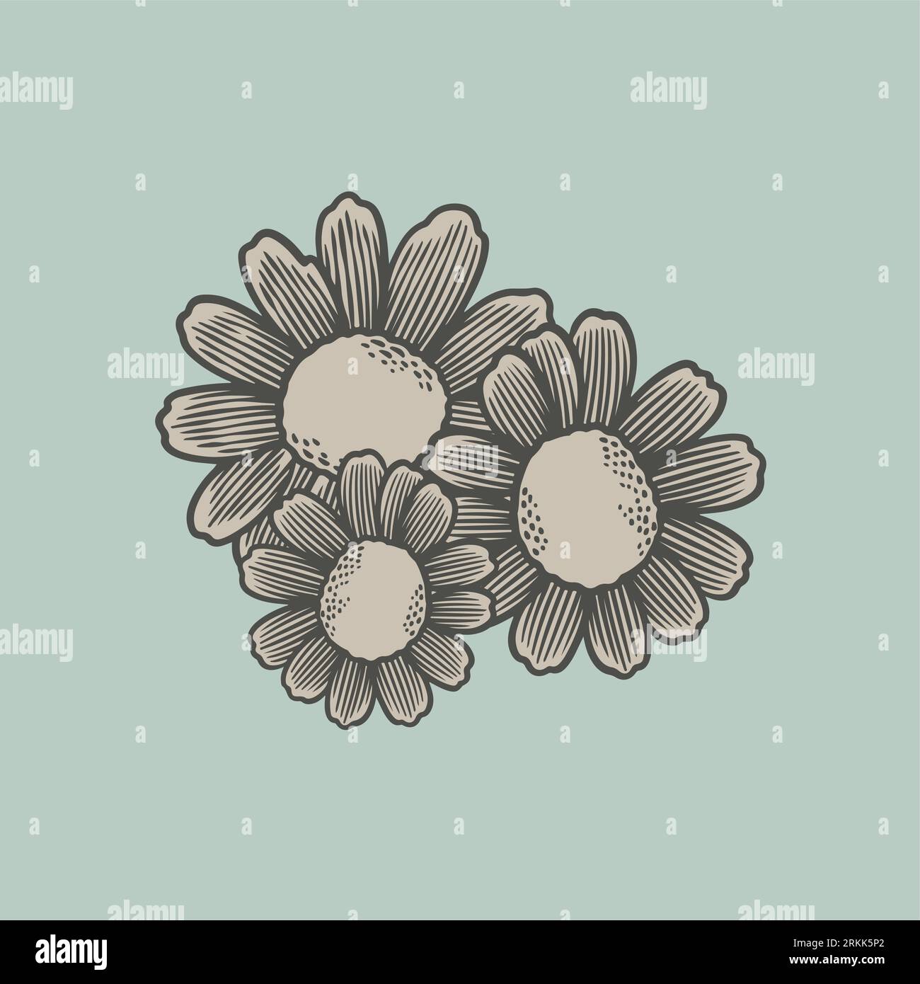 Chamomile flowers hand draw vintage clip art. Hand drawn botanical sketch style. Vector illustration of botanical food. Herbal food old retro engravin Stock Vektor