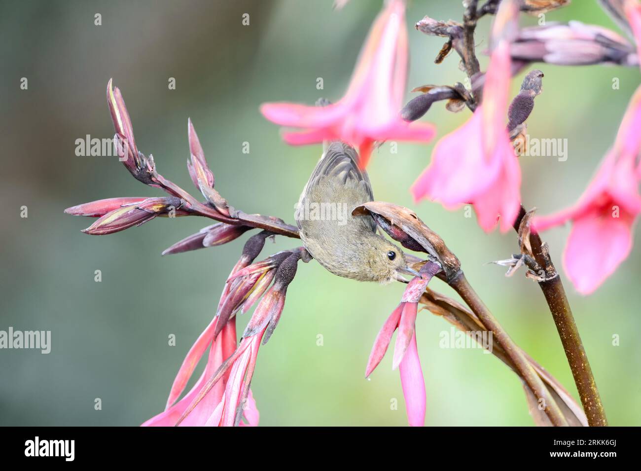 Ein latter Blumenpiercer verwendet ihren speziellen Schnabel, um die Basis einer Blume zu durchstechen, um zum Nektar zu gelangen, den sie mit ihrer mit der Bürste versehenen Zunge aufrundet. Stockfoto