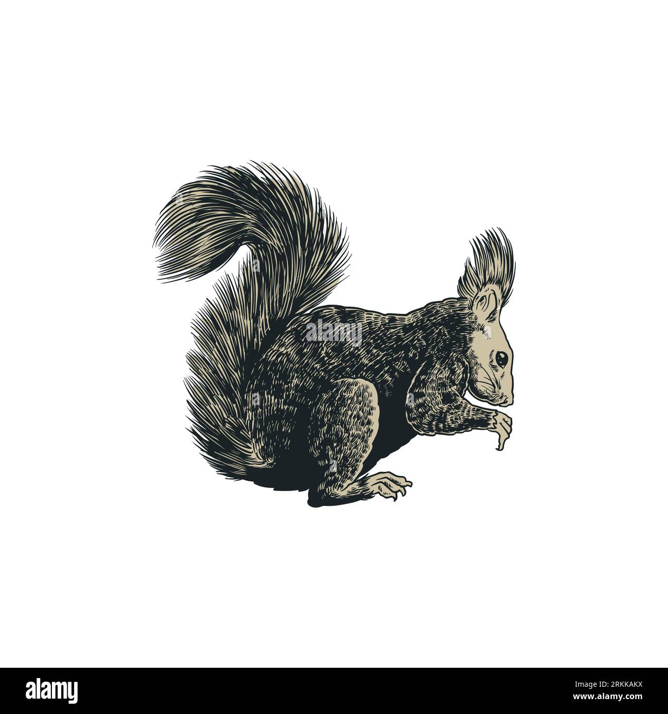 Squirrel sketch engraving vector illustration. Antique engraved hand drawing of eastern squirrel isolated on white background. Cute forest animal conc Stock Vektor