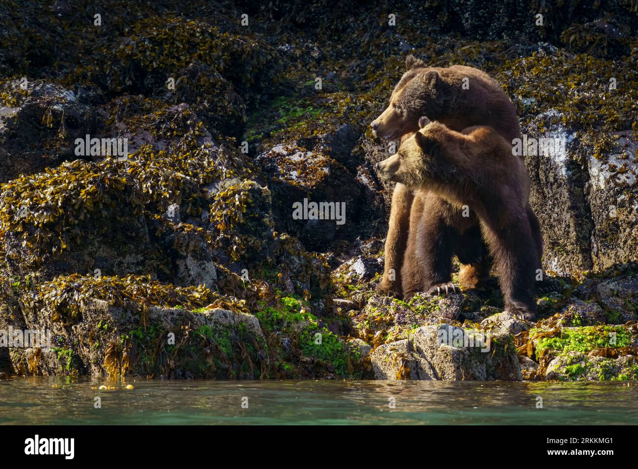 Paarung von Grizzlybären männlich und weiblich (Ursus arctos horribilies schaut auf einen weiteren sich nähernden Grizzlybären männlich in der Nähe von Glendale Cove in bea Stockfoto