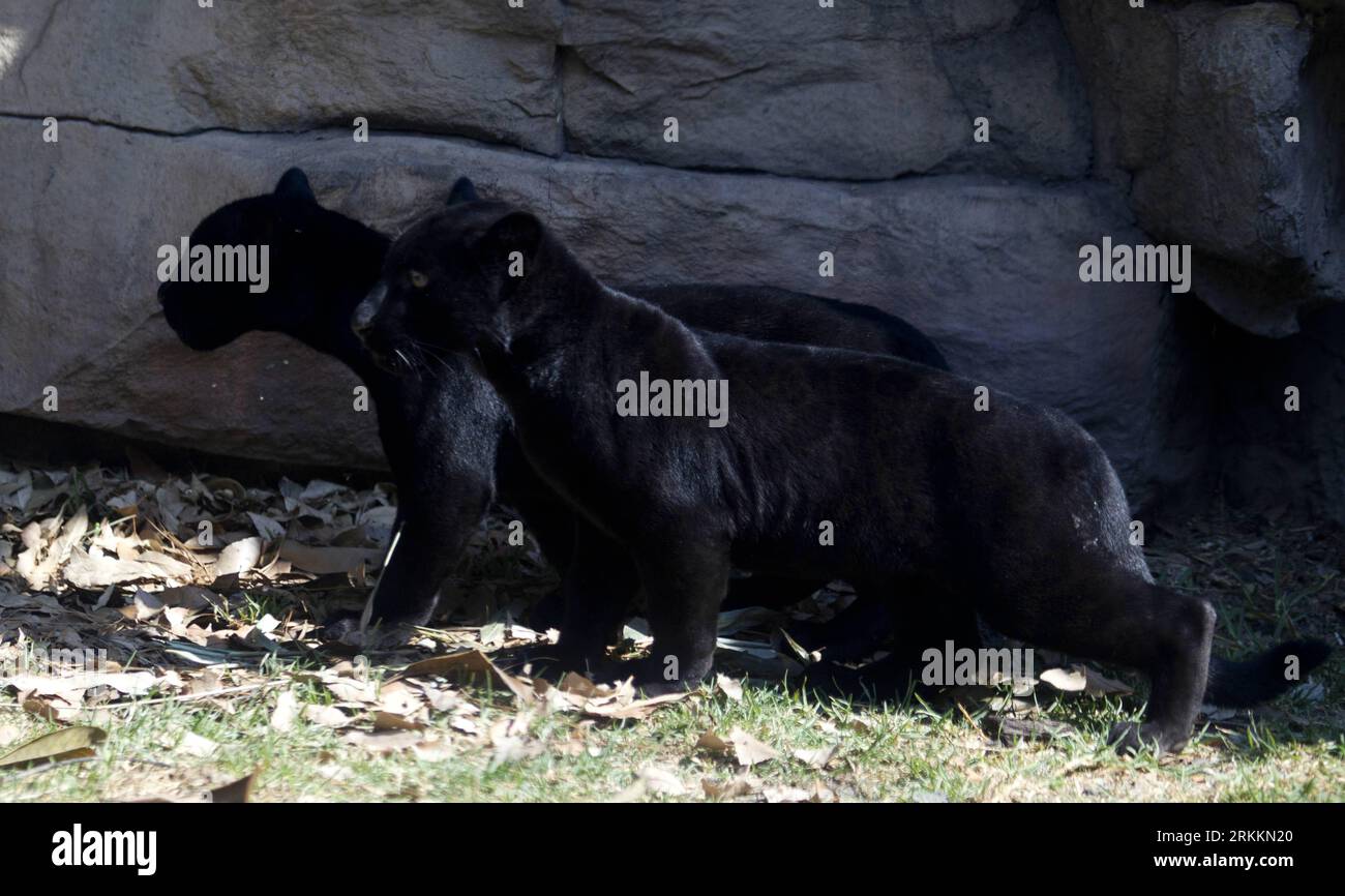 Especies de jaguar negro en peligro de extinción Fotos und