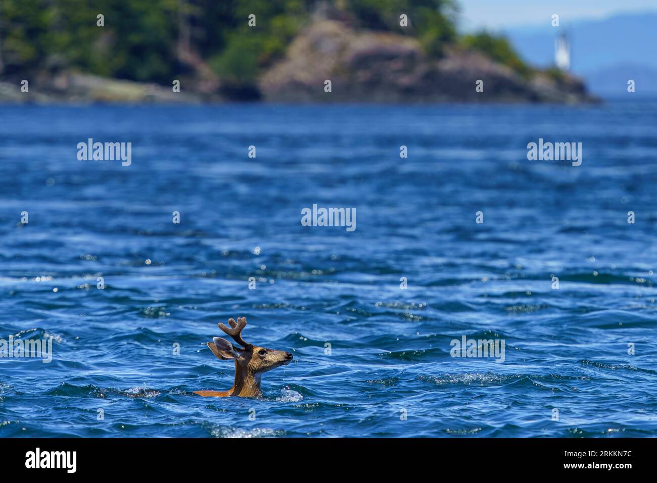 Ein männlicher Hirsch (Buck), der über die Blackney Passage vor Licka Point Light in den Blackfish Sound, First Nations Territory, Traditional Territories of Th, schwimmt Stockfoto