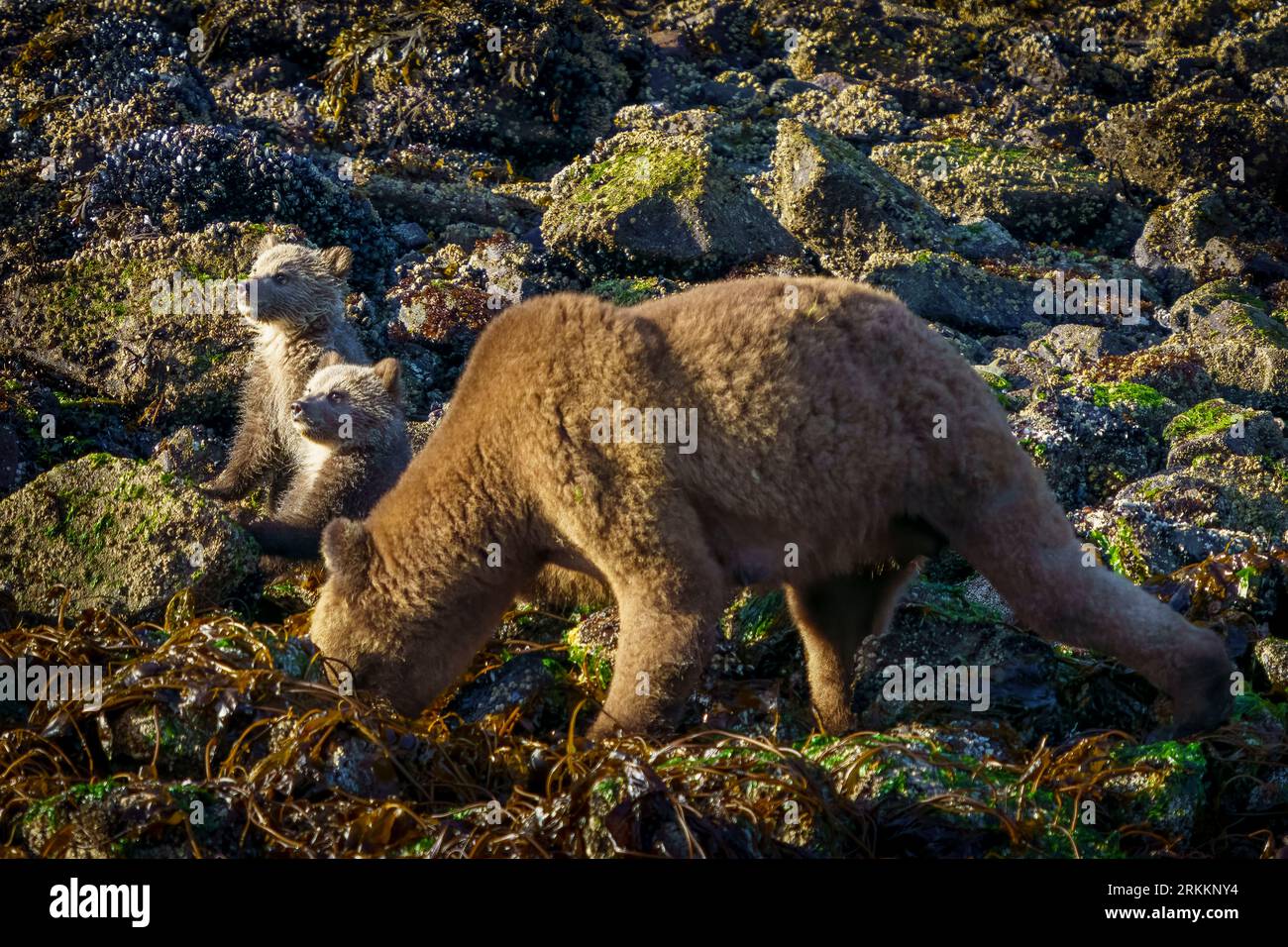 Zwei Grizzlybärchen (Coys) (Ursus arctos horribilies) halten Ausschau, während Mom entlang der niedrigen Tideline im Knight Inlet, First Nations T, sucht Stockfoto
