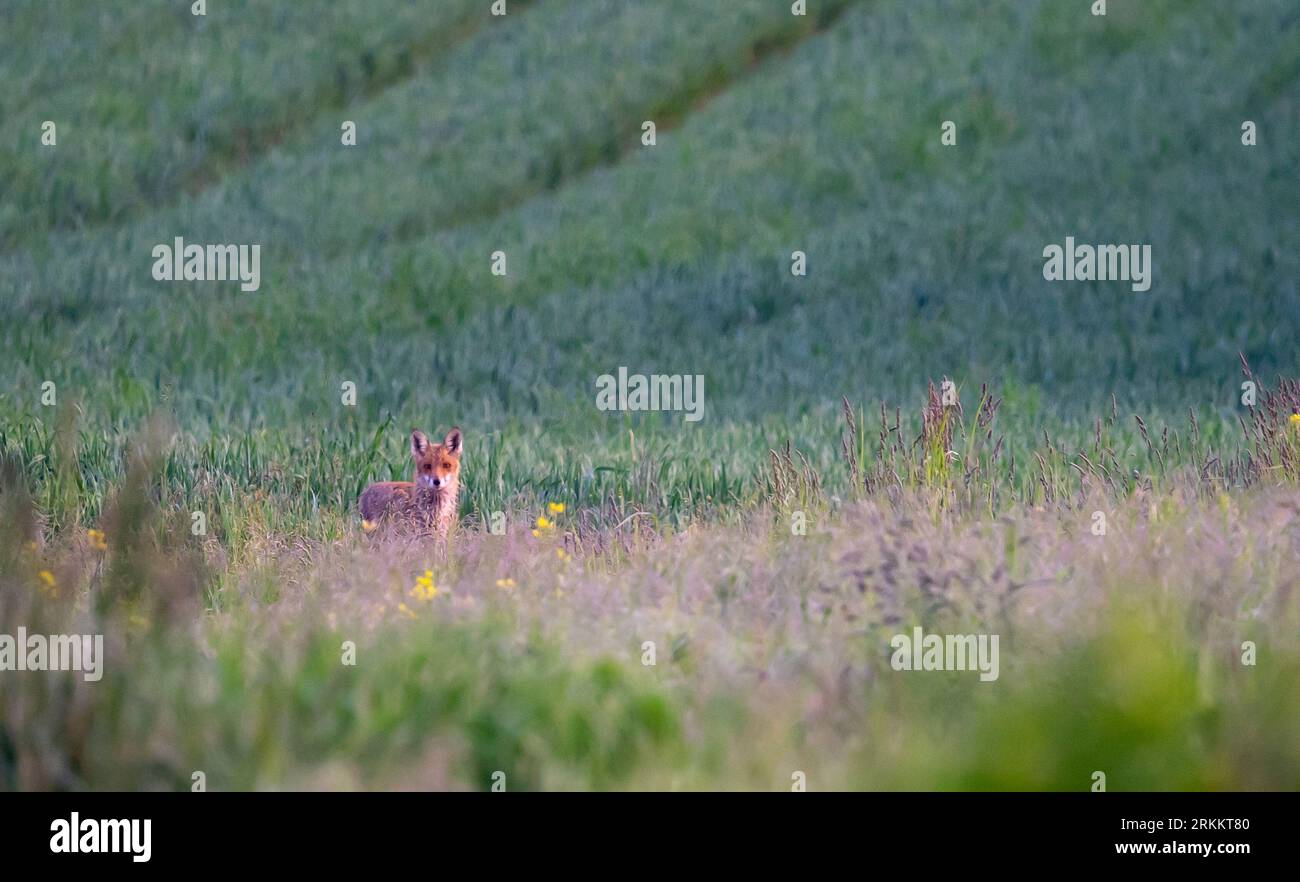 Fuchs und Kaninchen/Hase Stockfoto