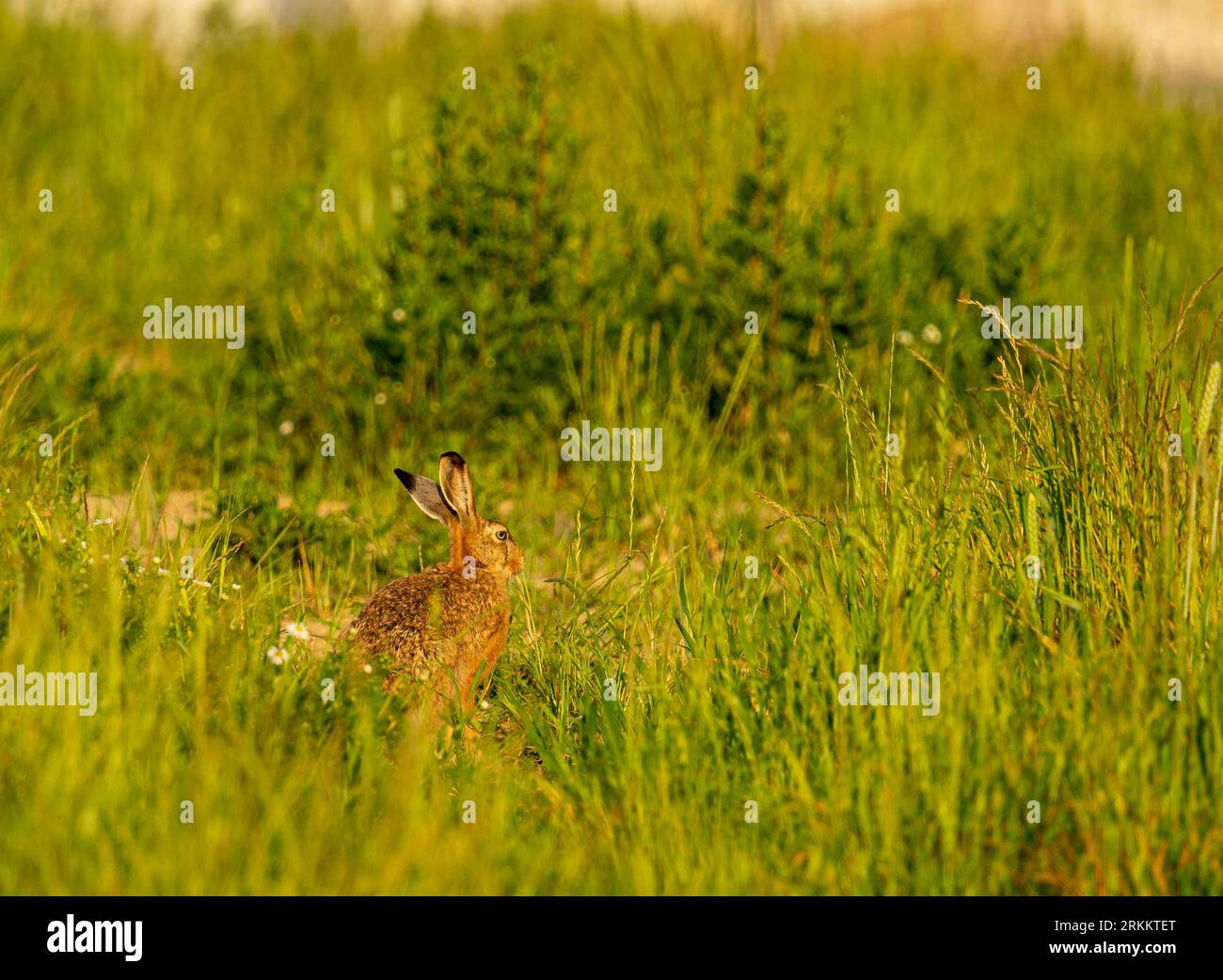 Fuchs und Kaninchen/Hase Stockfoto