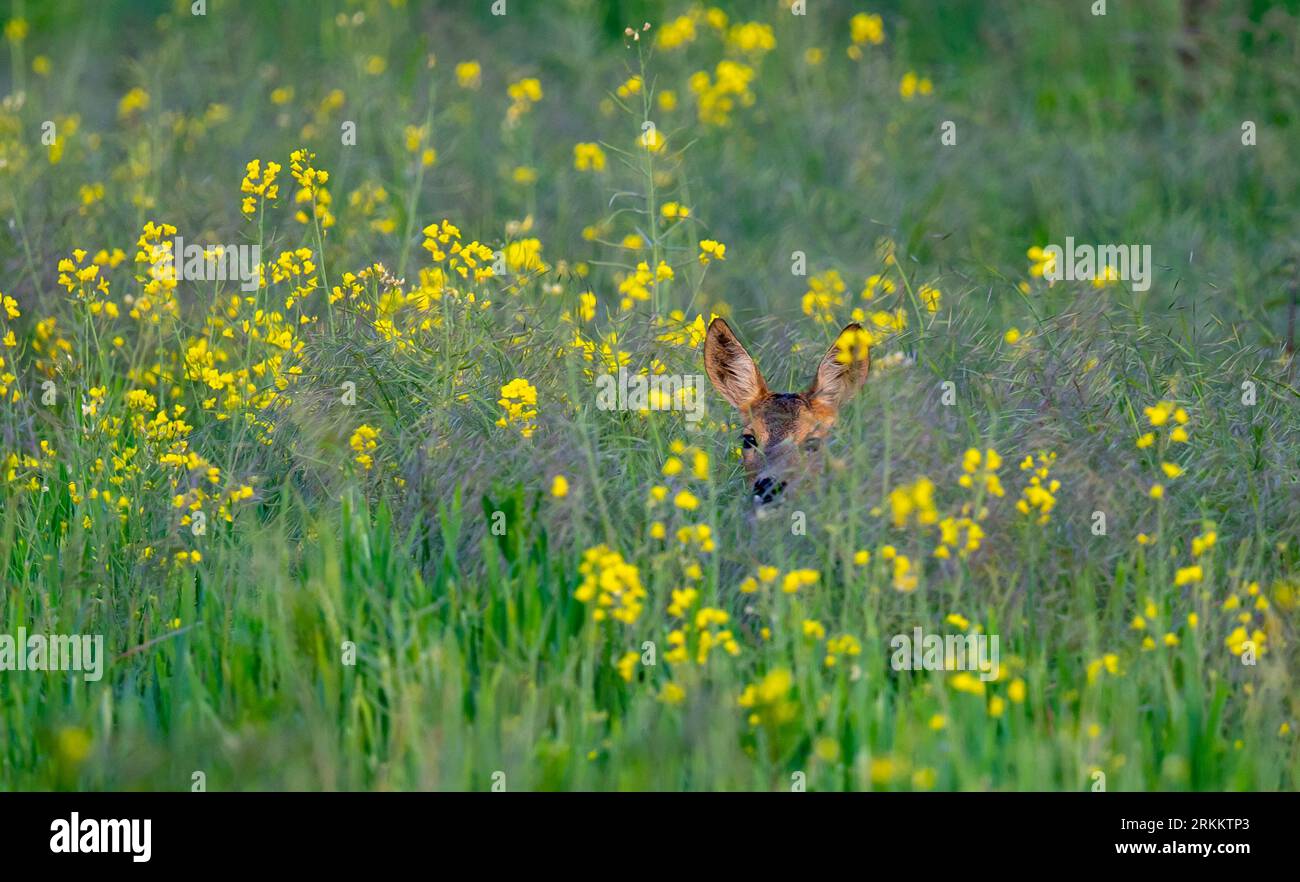 Hirsche, Bergziegen, Mufflons, Zoo, Wildtiere, Jagd Stockfoto