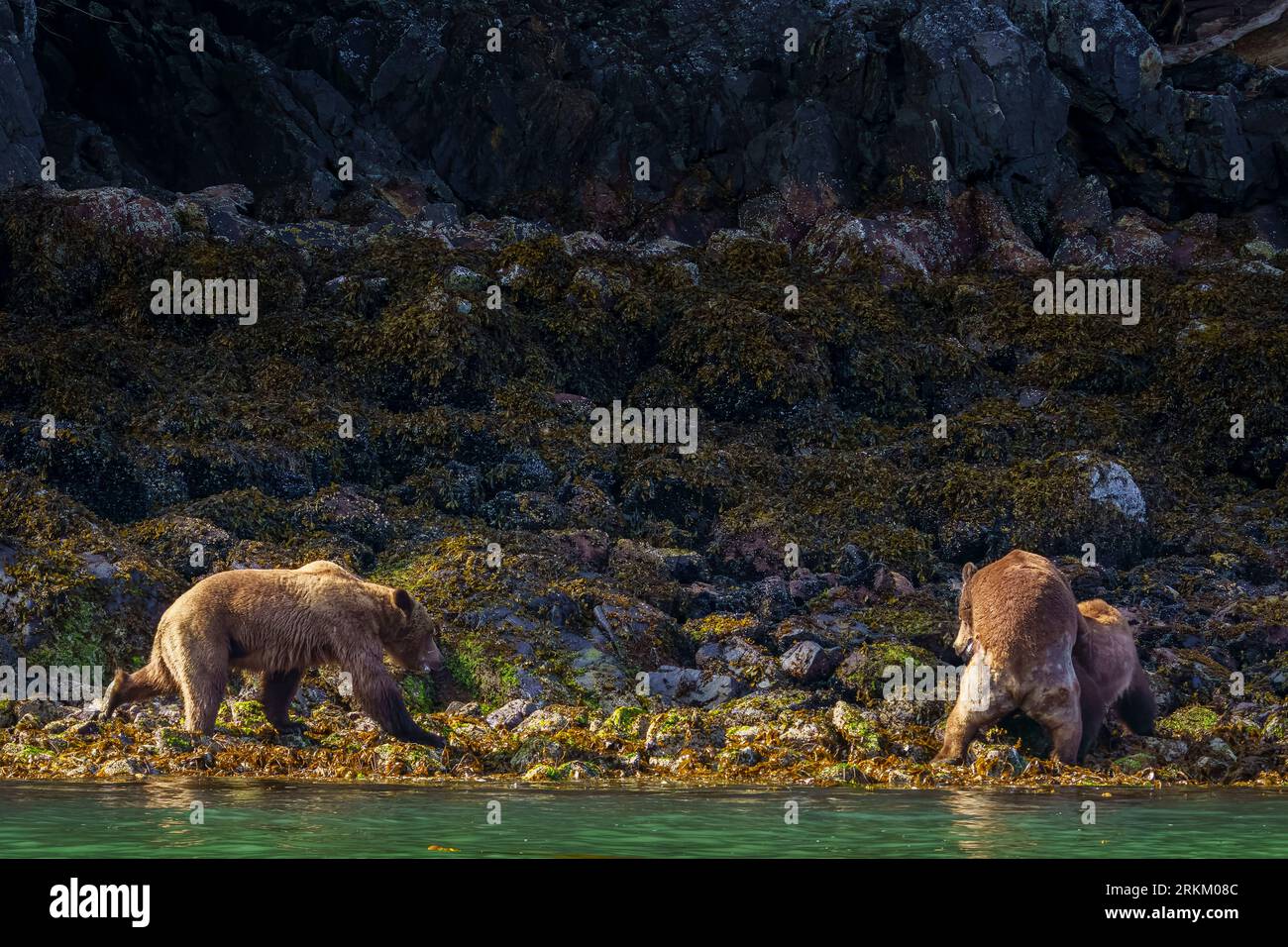 Großer männlicher Küsten-Grizzlybär (Ursus arctos horribilies), der bei Ebbe in der Nähe von Glendale Cove im schönen Knigh ein Paarpaar kreuzt Stockfoto