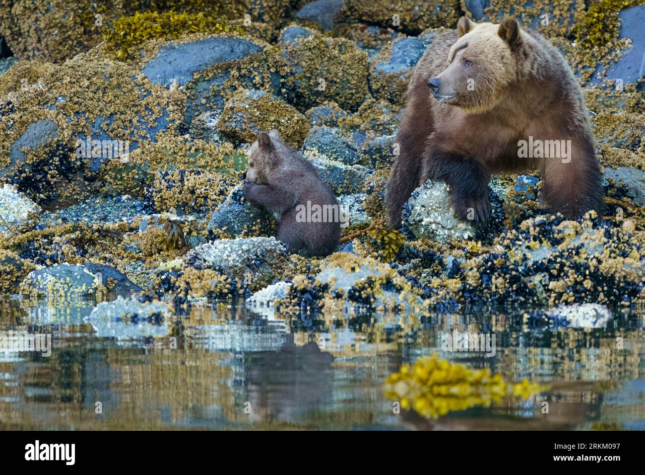 Grizzlybärenmutter mit ihrem Jungtier (Ursus arctos horribilis) entlang der Ebbe Küste im Broughton Archipel, First Nations Territory, trad Stockfoto