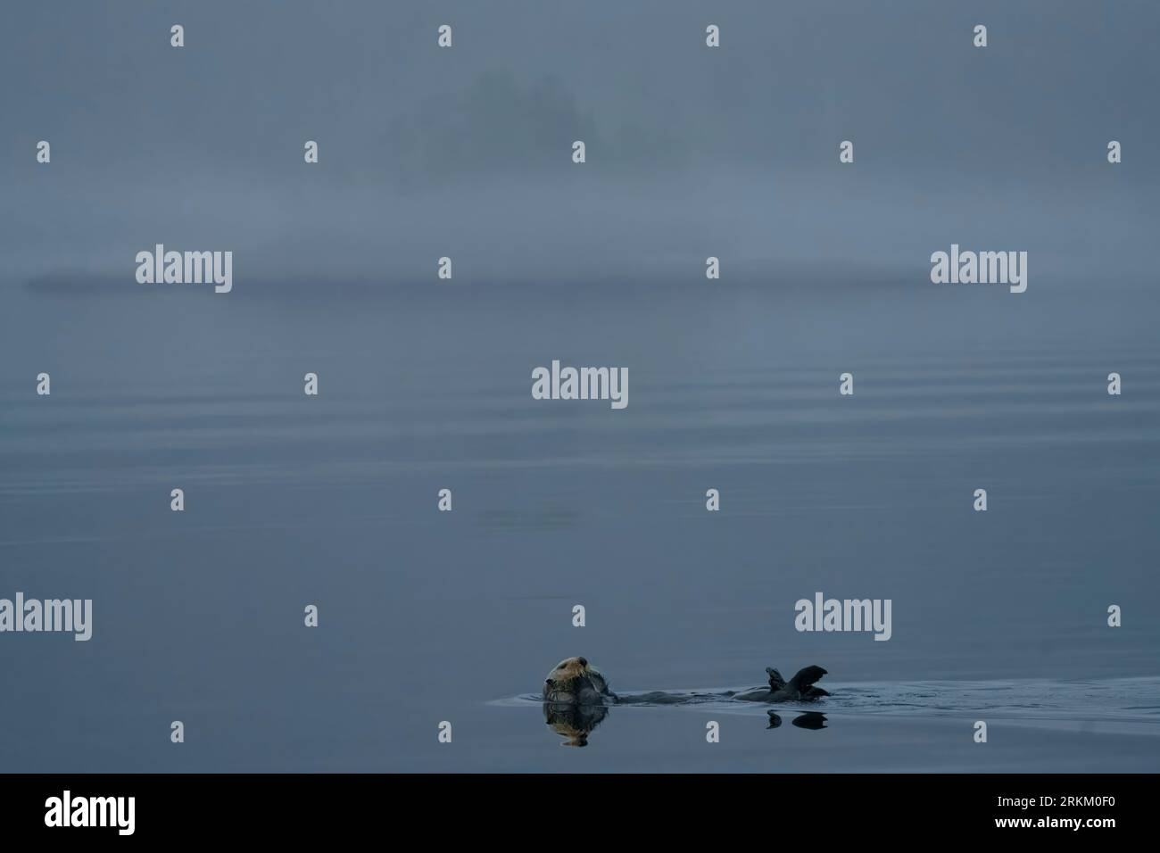 Seeotter (Enhydra lutris kenyoni), der sich an einem frühen nebligen Morgen vor der Mündung des Nimpkish River, im Norden von Vancouver Island, First Nations Territory, ausruht, Stockfoto