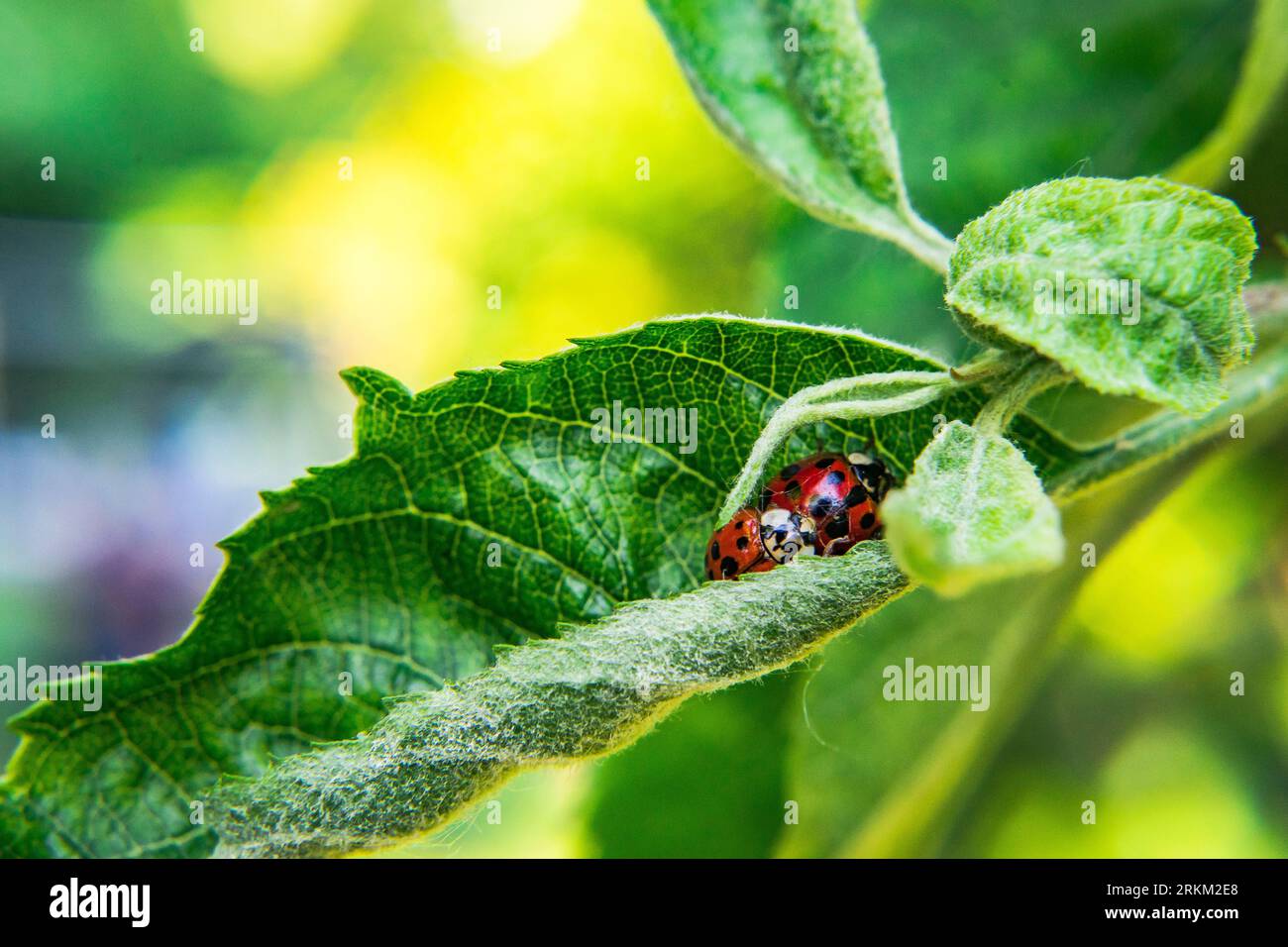 Makrofotografie von Sonnenblumen, Gänseblümchen, Wespen, Bittern, Hummeln, Stockfoto