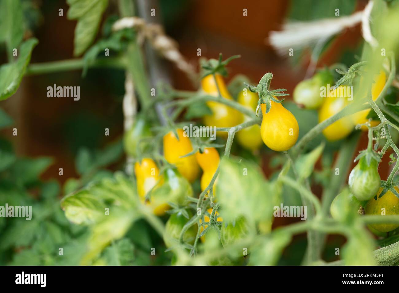Alte deutsche Erbstück-birnenförmige "Dattelwein"-Kirschtomaten-Sorte. Stockfoto